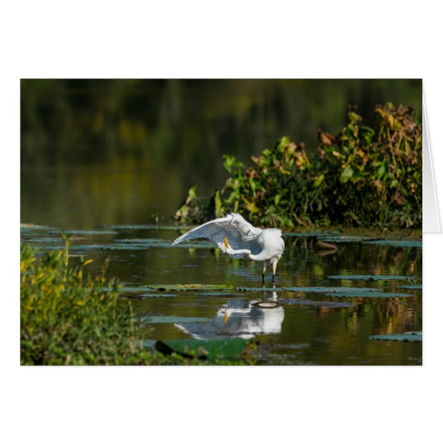Egret Wing Exam (Anverso (Horizontal))