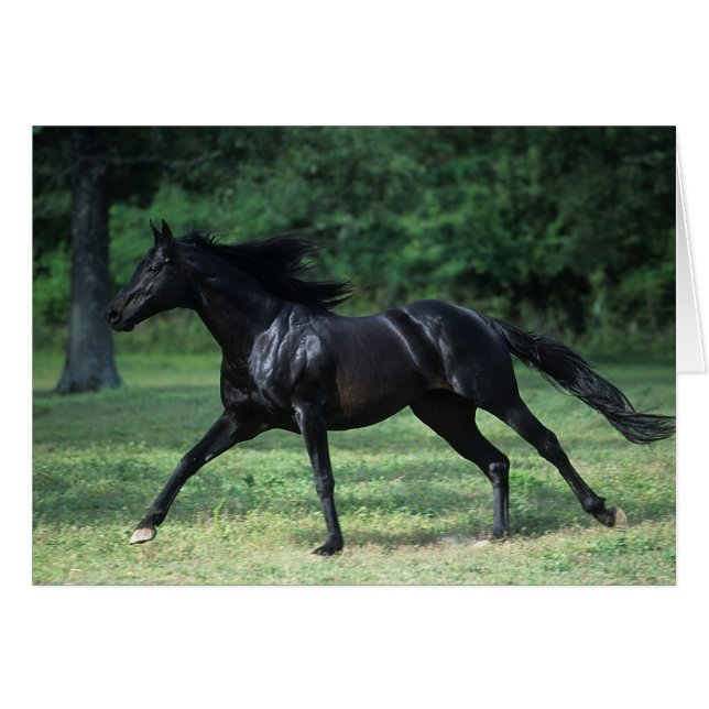 Ejecución en toga (Anverso (Horizontal))