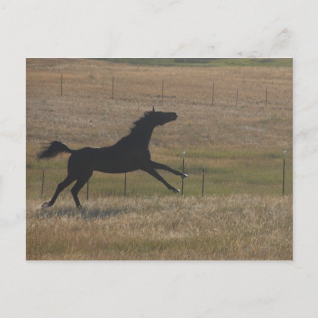 Ejecutar con la postal del viento (Anverso)