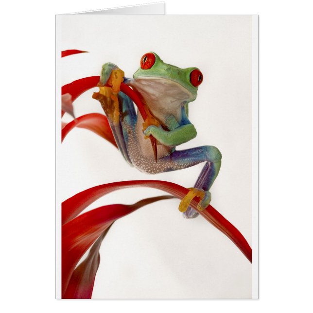 Ejercicio de equilibrio (Frente)