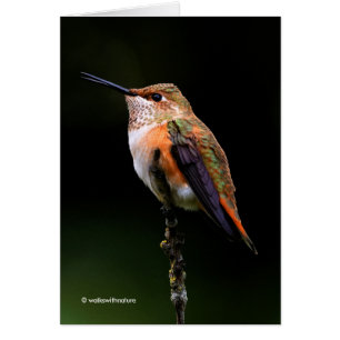 El Adorable Hummingbird Rufous en una rama