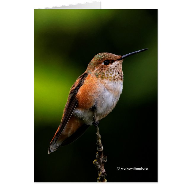 El Adorable Hummingbird Rufous en una rama (Frente)
