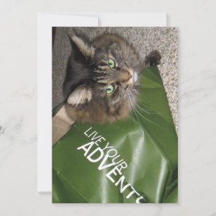 El Adventurero El Gato De Maine Coon Kitty