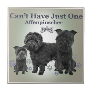 El Affenpinscher no puede tener apenas uno teja