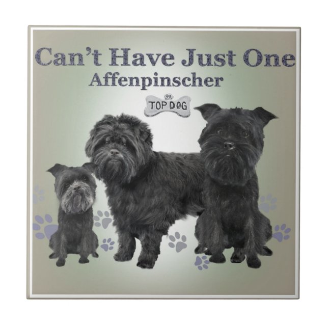 El Affenpinscher no puede tener apenas uno teja (Frente)