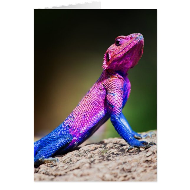 El Agama de cabeza plana Mwanza sobre la roca (Frente)