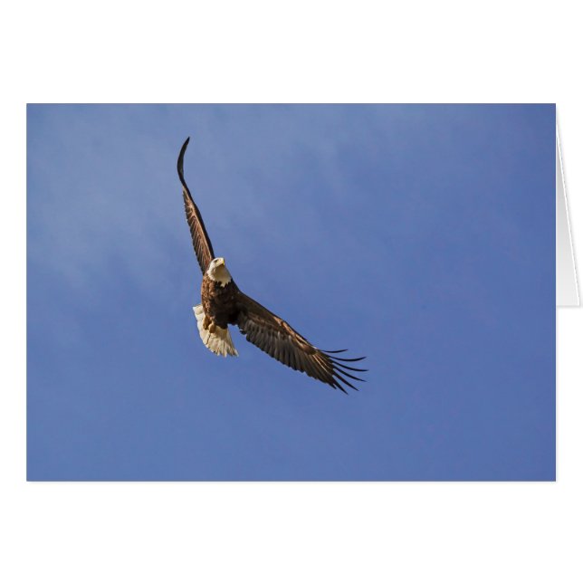 El águila calva (Anverso (Horizontal))