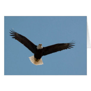 El águila calva se eleva