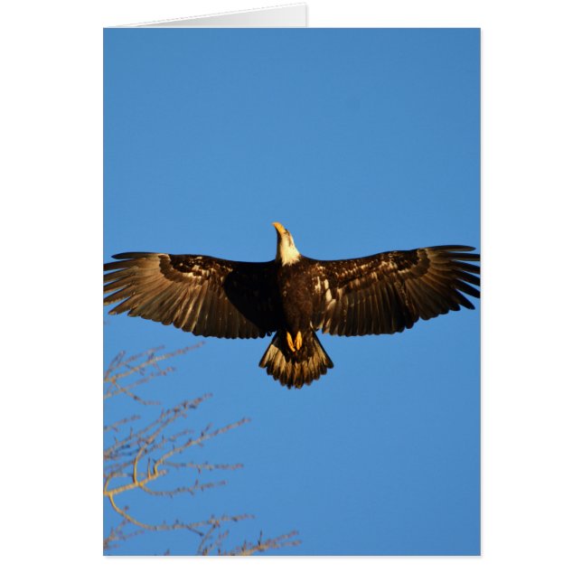 El águila calva se eleva1 (Frente)