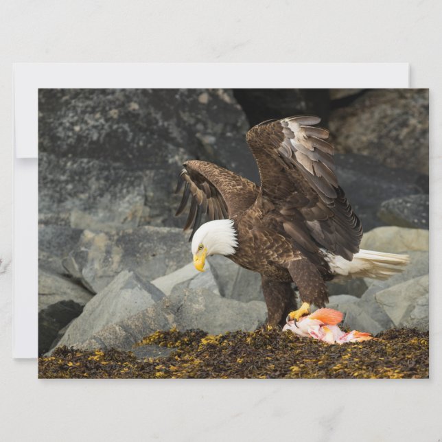 El águila calva suprema (Anverso)