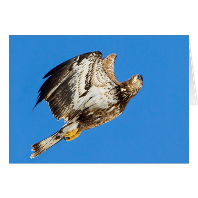 El Águila Juvenil Calva Arriba Y Arriba (Anverso (Horizontal))