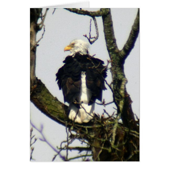 El águila siempre vigilante... (Frente)
