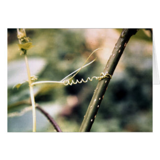 El alcanzar hacia fuera….