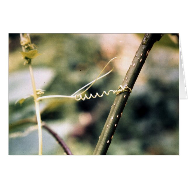 El alcanzar hacia fuera…. (Anverso (Horizontal))