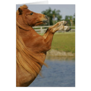 El alzarse miniatura del caballo