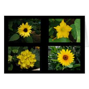 El amarillo florece la colección