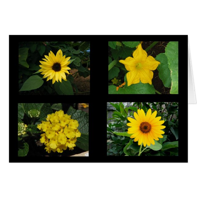 El amarillo florece la colección (Anverso (Horizontal))