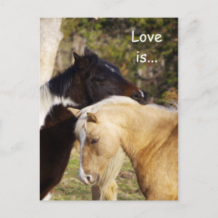 El amor a los caballos es la postal