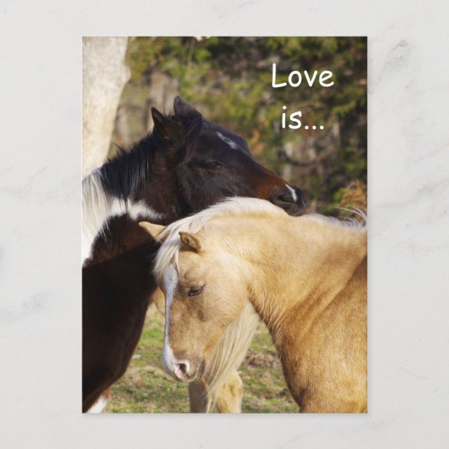 El amor a los caballos es la postal (Anverso)