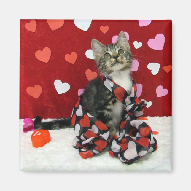 El amor de Bandit - Gato / imán gatito para San Va (Frente)