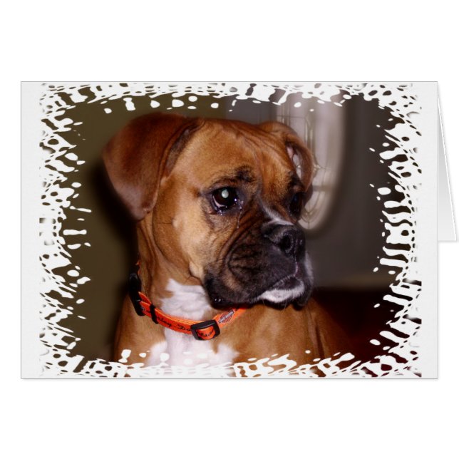 El amor de Boxer (Anverso (Horizontal))