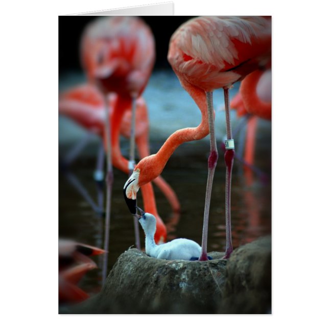 El amor de una madre (Frente)