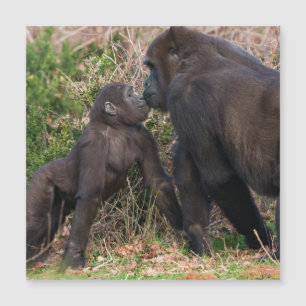 El amor del bebé gorila por la Mamá