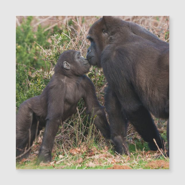 El amor del bebé gorila por la Mamá (Anverso)
