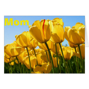 EL AMOR DEL DÍA DE LA MADRE Y LOS BUNCHES DE LOS T