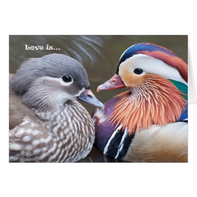 El amor es... Mandarinas (Anverso (Horizontal))