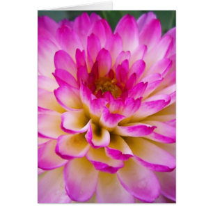 El amor loco Dahlia