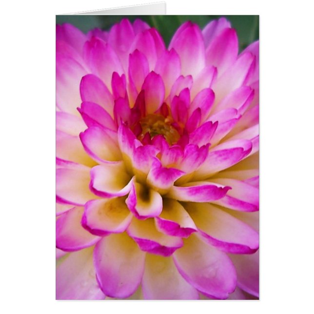 El amor loco Dahlia (Frente)