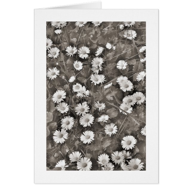 El Antiguo Daisies (Frente)