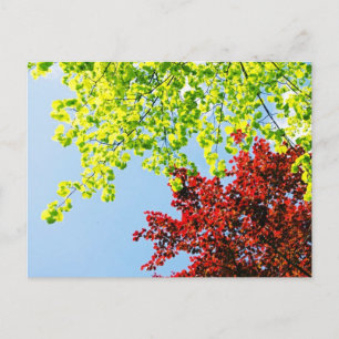 El árbol brillante colorea la postal