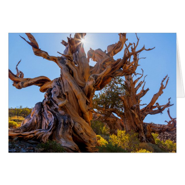 El árbol centinela (Anverso (Horizontal))