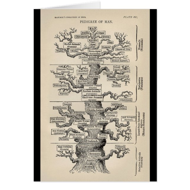 El "árbol de la vida " de Ernst Haeckel (Frente)