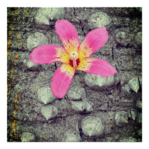 El árbol de seda flotante. Ceiba speciosa. Póster