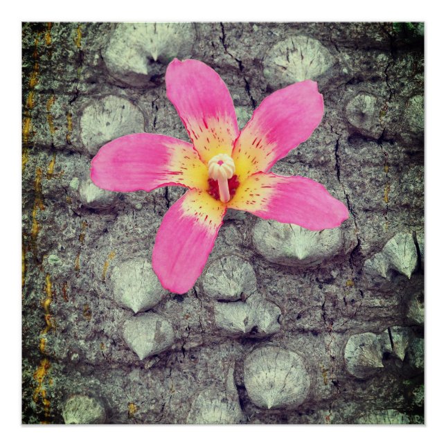 El árbol de seda flotante. Ceiba speciosa. Póster (Anverso)