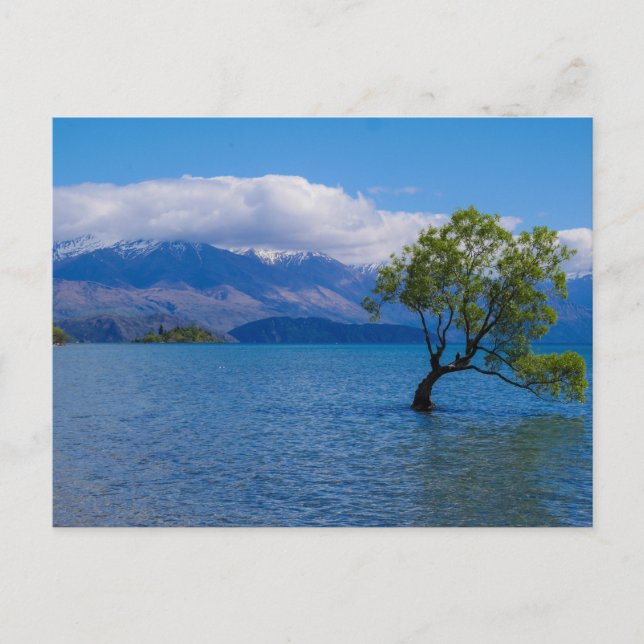 El árbol de Wanaka, lago Wanaka, NZ - postal (Anverso)