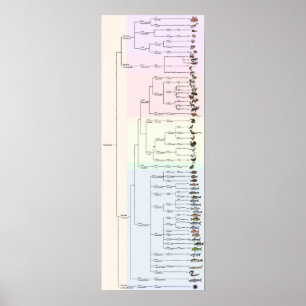 El árbol de Yum: Impresión del Animalia