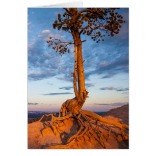 El árbol se aferra en la repisa, parque nacional