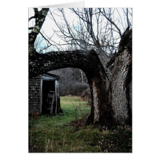 El árbol viejo de Madeline