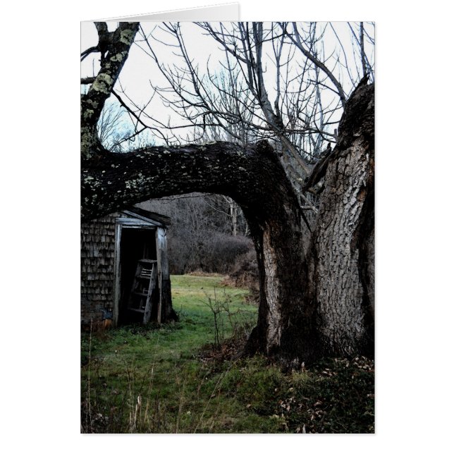 El árbol viejo de Madeline (Frente)