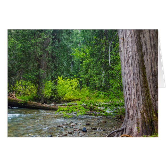 El Área Escénica de Cedros de Ross Creek (Anverso (Horizontal))