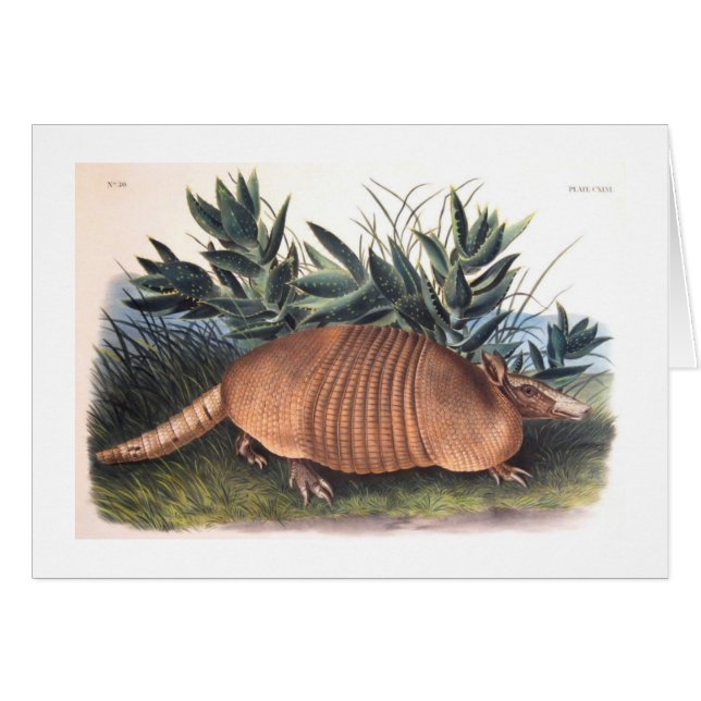 El armadillo de Audubon (Anverso (Horizontal))