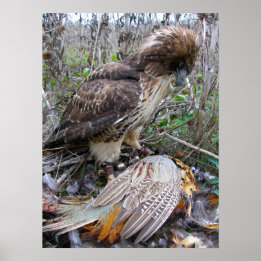 El arte de la Falconry: Halcón rojo varado en fais