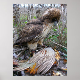 El arte de la Falconry: Halcón rojo varado en fais