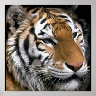 El arte de los amantes de los tigres