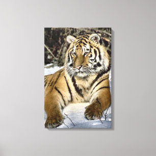 El arte de los amantes del tigre siberianos