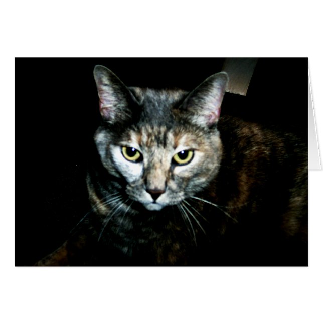 El arte del gato (Anverso (Horizontal))